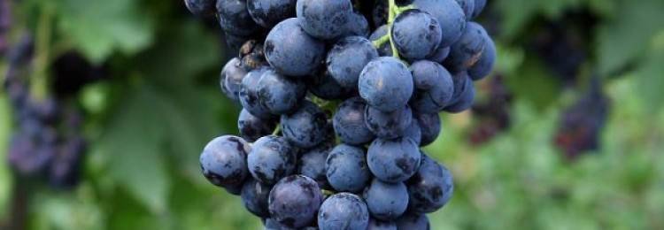 Описание и особенности выращивания винограда фурор