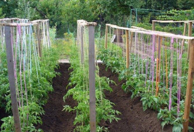 Выращивание помидоров в теплице: как подвязывать правильно? описание, фото и пошаговое видео