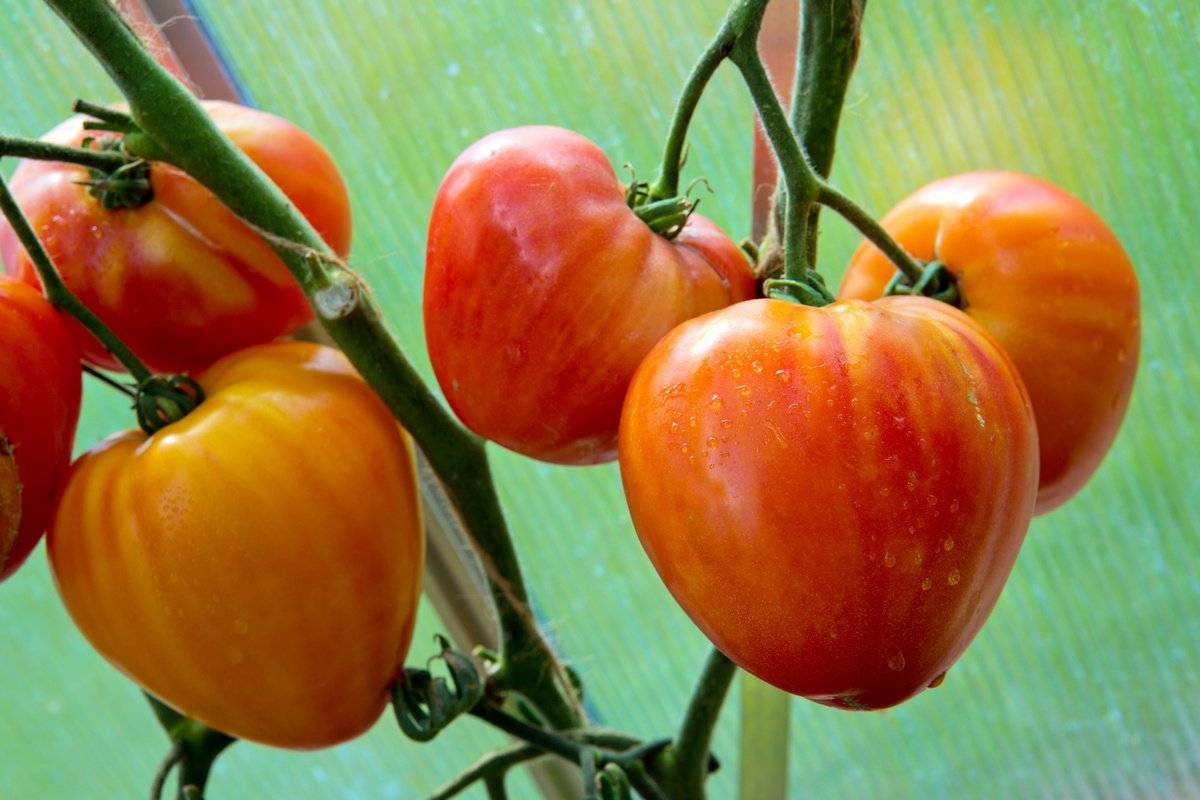 Томат грейпфрут — описание и характеристика сорта