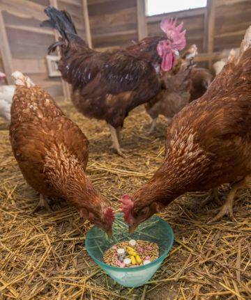 Таблица и схемы пропойки цыплят антибиотиками и витаминами