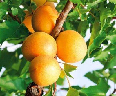 Абрикос медовый: описание и рекомендации по выращиванию
