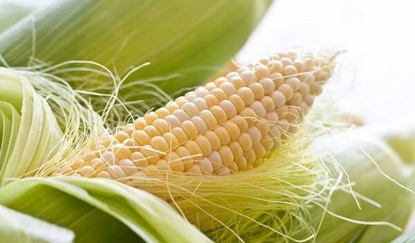 Лечебные свойства и противопоказания кукурузных рыльцев