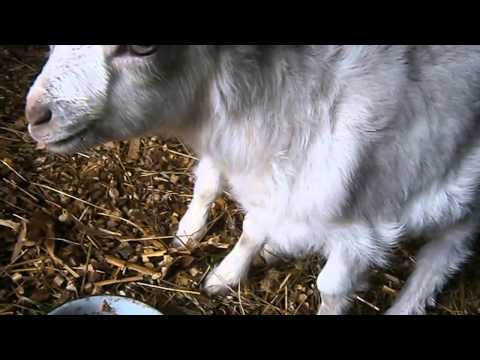 Как подготовить козу первокотку к доению