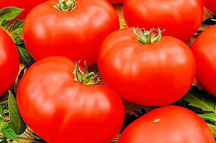 Урожайный гибрид родом из голландии — описание гибридного сорта томата «марфа»