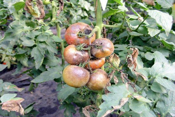 Существующие болезни томатов и методы их лечения