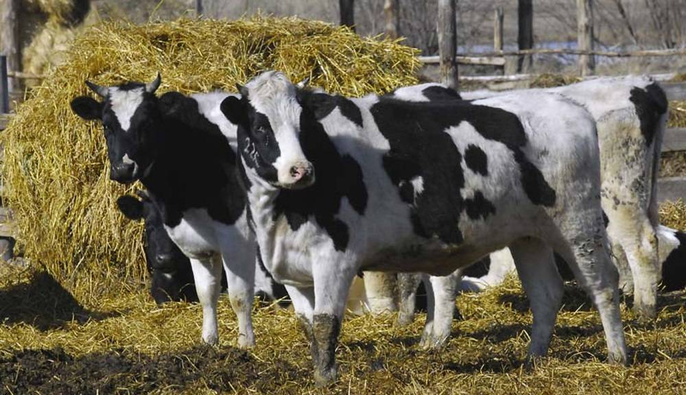 10 молочных пород коров в россии — виды крс молочного направления, характеристика
