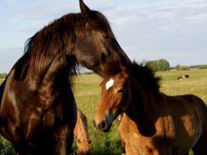 Сколько месяцев ходит беременная лошадь и как проходят роды