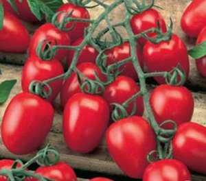 Новый, но уже успевший полюбиться фермерам сорт — томат «сахарная настасья»