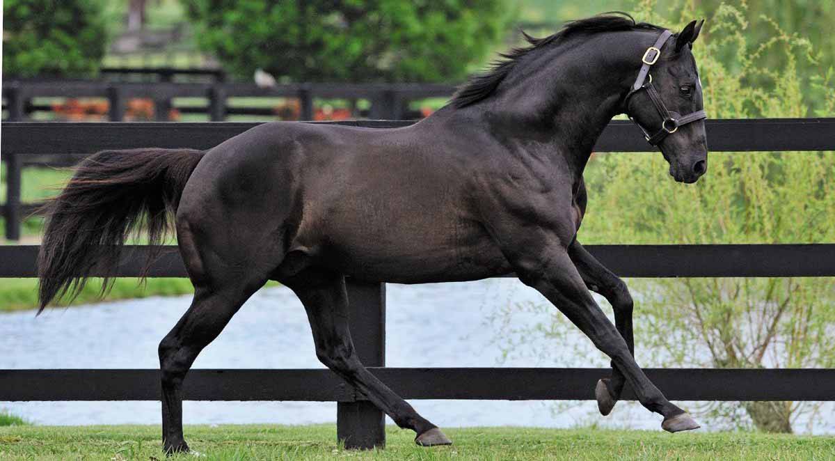Арабская лошадь: виды породы и особенности содержания