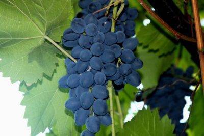 Виноград румба: особенности сорта и условия для выращивания
