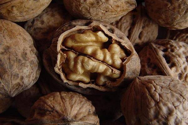 Какой сорт грецкого ореха выбрать? обзор лучших видов растения