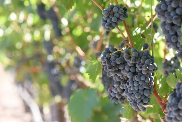 Виноград таежный: описание сорта, фото и отзывы садоводов