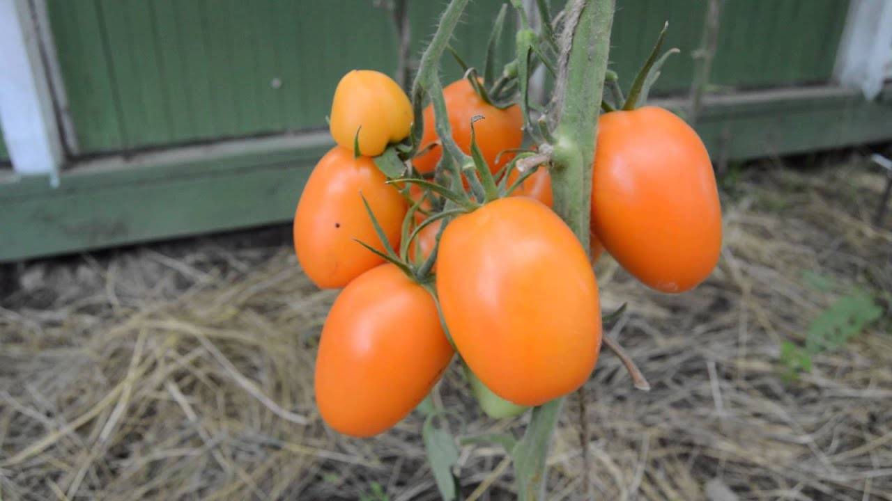 Характеристика и описание сорта томата Чухлома, его урожайность