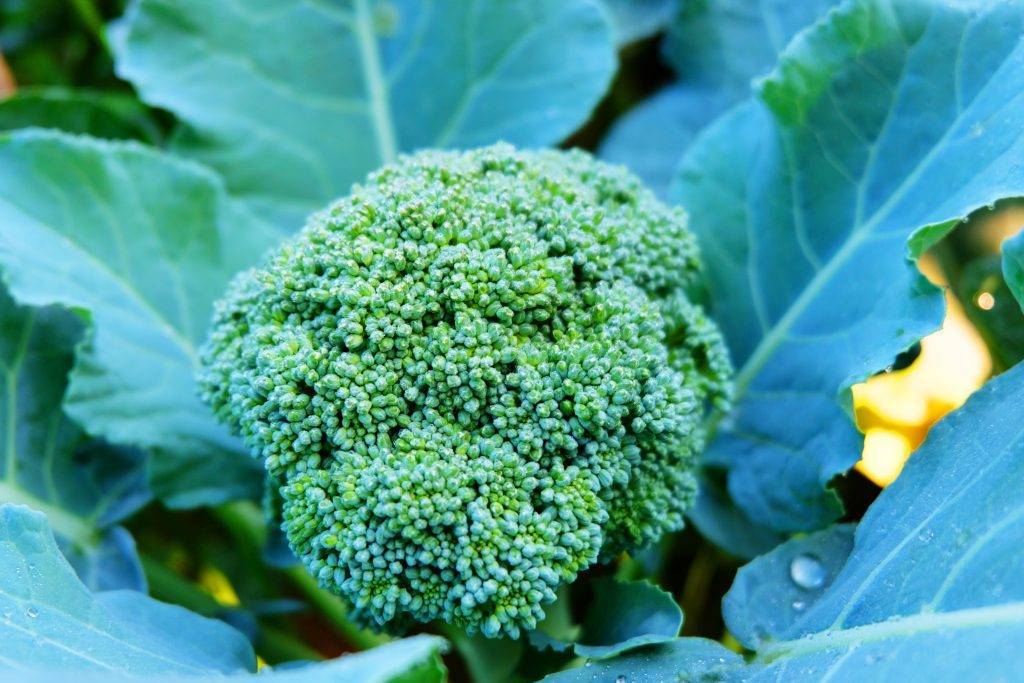 Капуста брокколи — выращивание из семян