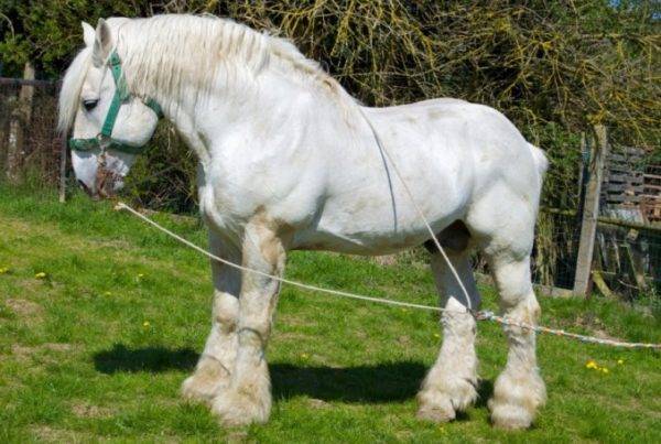 Сколько весит лошадь — категории веса животных и формулы определения массы тела