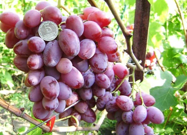 Описание и характеристики винограда сорта красотка, сроки созревания и уход