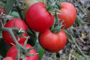 «малиновое чудо» на грядке: обзор популярной серии гибридных томатов