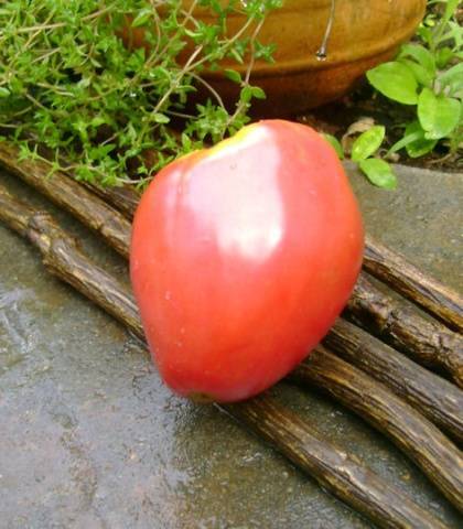 Характеристика и описание сорта томата московский скороспелый, его урожайность