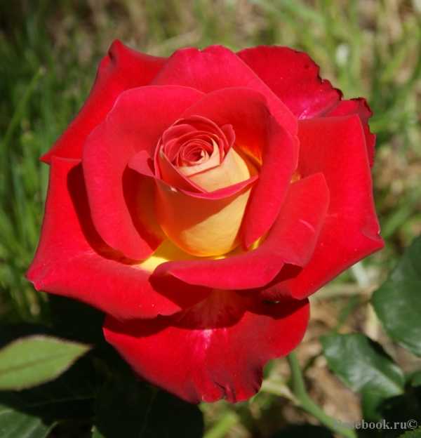 Роза лариса (larissa) — что это за вид флорибунды