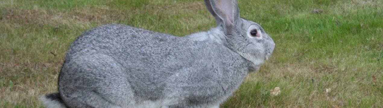 Содержание и разведение кроликов ризен. чем они так привлекательны?