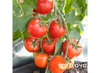 Детальное описание томата «микадо красный» — помидор с хорошим иммунитетом