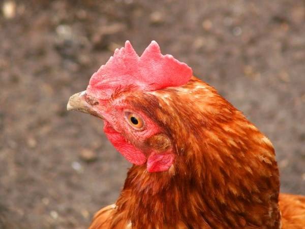 Как можно определить возраст курицы несушки?
