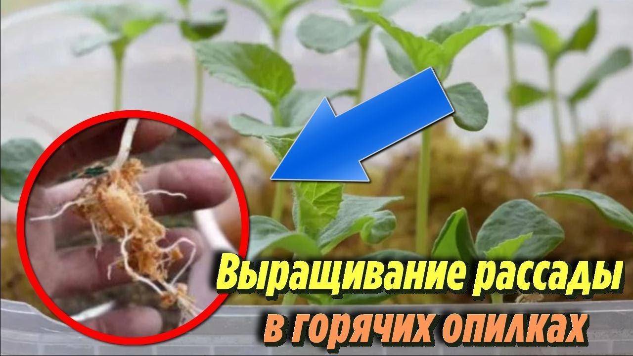 Проращивание семян огурцов: как сделать это правильно