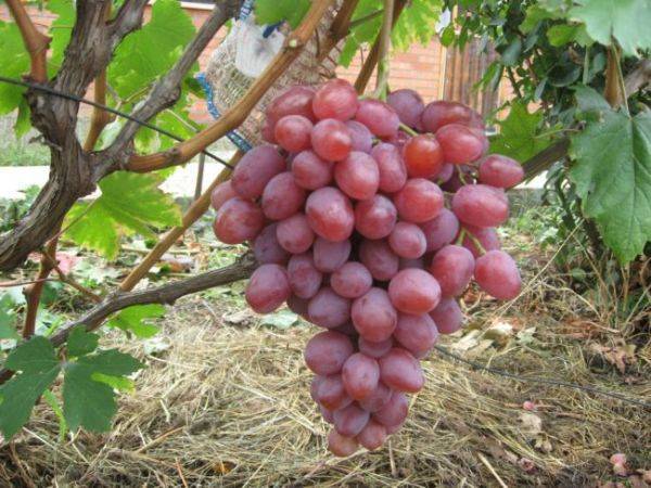 Сорт винограда галахад – описание уход посадка