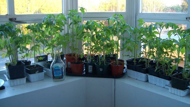Особенности выращивания помидор черри на подоконнике