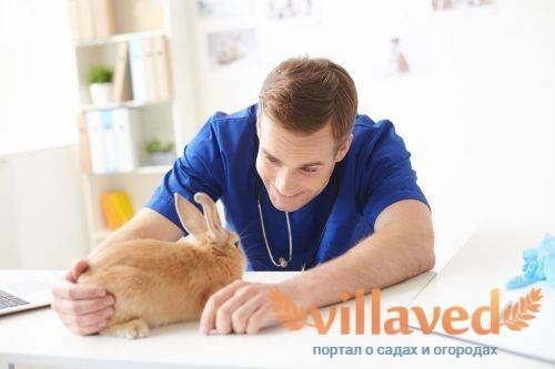Лишай у кролика лечение в домашних условиях
