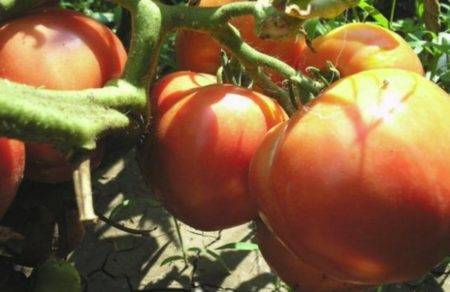 Характеристика и описание сорта томата дикая роза, его урожайность