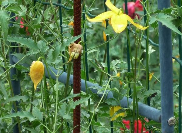 Клематисы: выращивание из семян в саду, обрезка