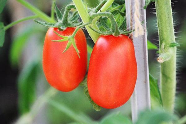 Описание, характеристика и выращивание томата сорта челнок