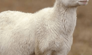 Происхождение и биологические особенности овец