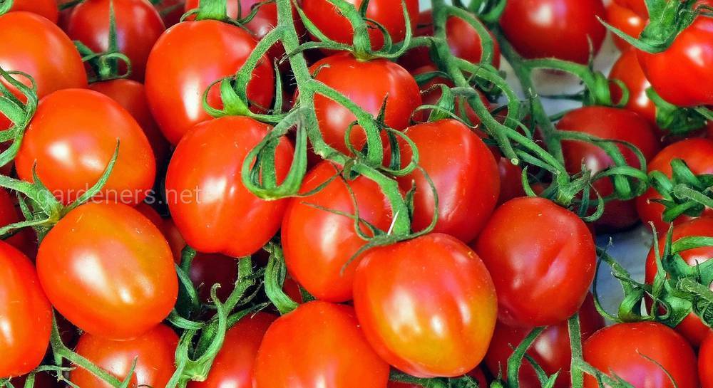 Заготовка помидоров на зиму лучшие рецепты маринования томатов