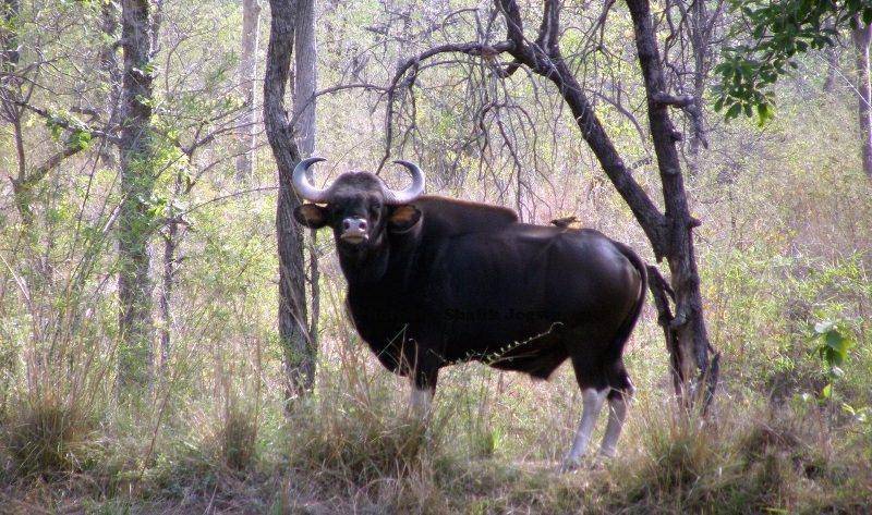 Описание 8 разновидностей диких коров, где они живут в дикой природе