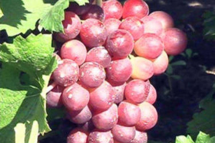 Выращивание винограда дубовский розовый