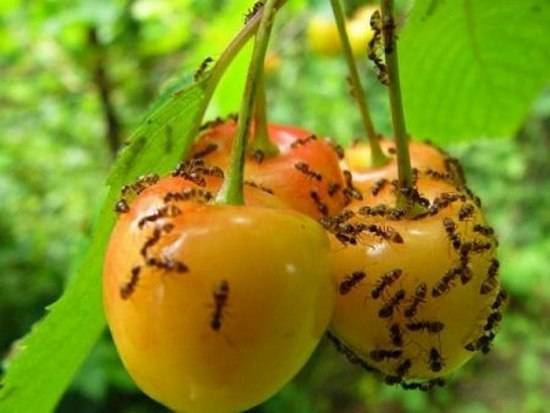 Способы борьбы с муравьями в саду и огороде