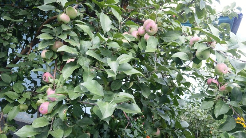 Причины, почему не плодоносит колоновидная яблоня и что делать для получения урожая
