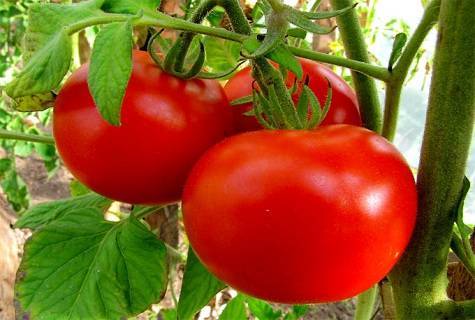 Фото, отзывы, описание, характеристика и урожайность сорта помидора «засолочный деликатес»