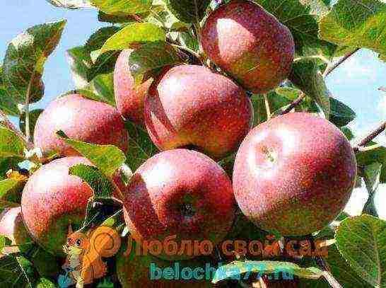 Летняя яблоня горнист: описание, фото