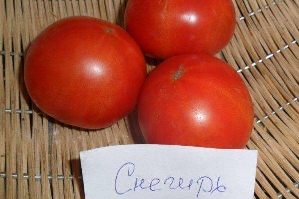 Правила посадки и выращивания крупноплодного томата бабушкино