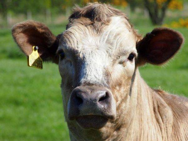 Причины, почему корова может кашлять и лечение в домашних условиях