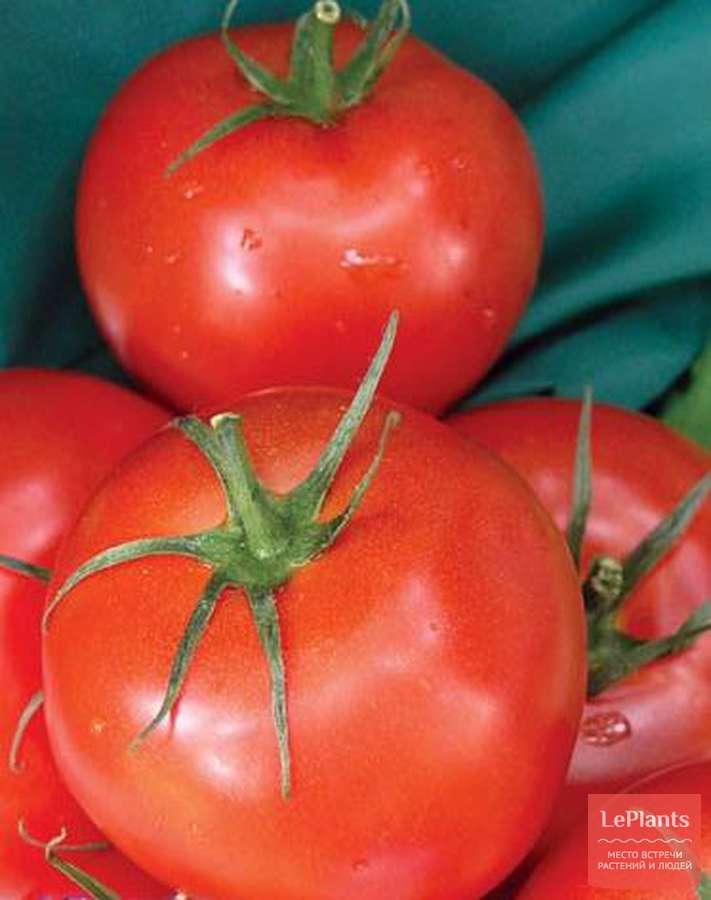 Описание сорта томата Драгоценность, его характеристика и урожайность