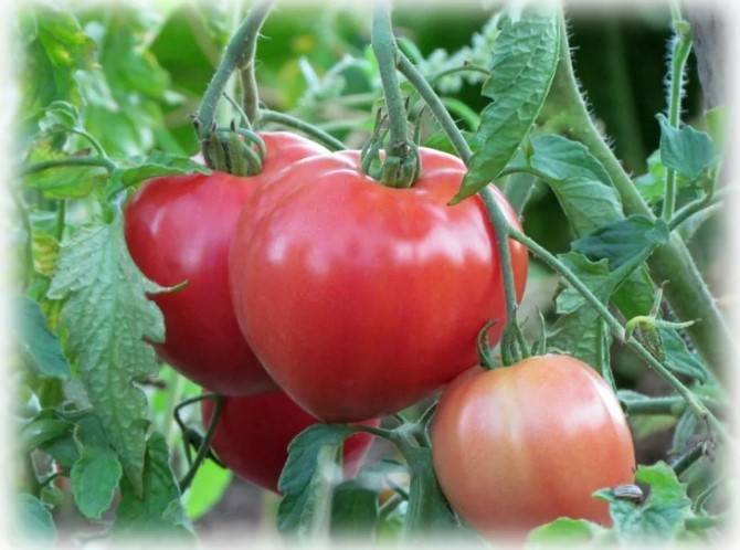 Лучшие самоопыляемые сорта томатов для теплицы