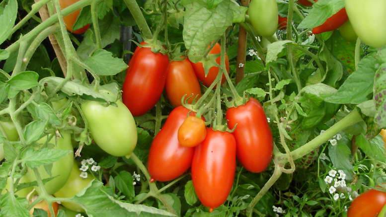 Какие сорта томатов лучше всего выращивать в самарской области