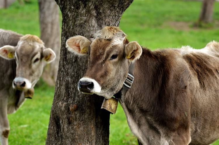 Что делать, если корова кашляет?