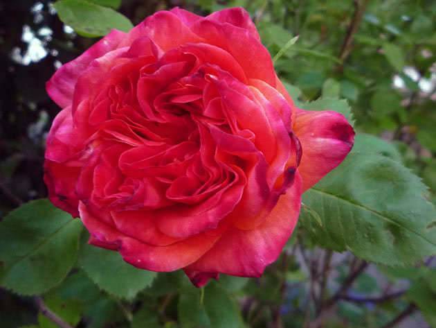 Парковая роза: описание, правила ухода, посадка и размножение, фото