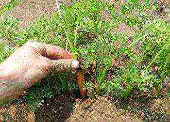 Как часто поливать морковь в открытом грунте: как правильно, нужно ли