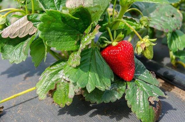 Описание сорта клубники альбион: ягоды круглый год из солнечной калифорнии